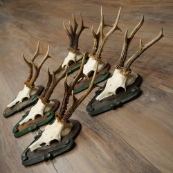 6-Piece Set of Roe Deer Antlers (Male Roe Deer) on Baroque Signs 21.483