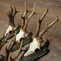 6-Piece Set of Roe Deer Antlers (Male Roe Deer) on Baroque Signs 21.483
