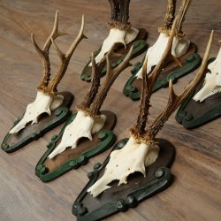 6-Piece Set of Roe Deer Antlers (Male Roe Deer) on Baroque Signs 21.483