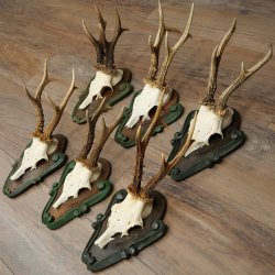 6-Piece Set of Roe Deer Antlers (Male Roe Deer) on Baroque Signs 21.483