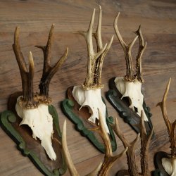 6-Piece Set of Roe Deer Antlers (Male Roe Deer) on Baroque Signs 21.483