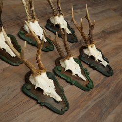 6-Piece Set of Roe Deer Antlers (Male Roe Deer) on Baroque Signs 21.483