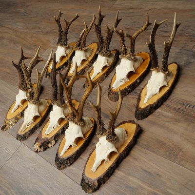 10 paires de bois de chevreuil (mâles) sur des rondelles darbre 22.1406
