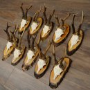 10 paires de bois de chevreuil (mâles) sur des rondelles darbre 22.1406