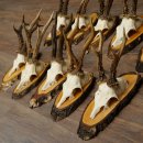 10 paires de bois de chevreuil (mâles) sur des rondelles darbre 22.1406
