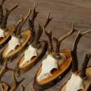 10 paires de bois de chevreuil (mâles) sur des rondelles darbre 22.1406