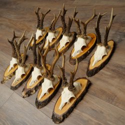10 paires de bois de chevreuil (mâles) sur des rondelles darbre 22.1406