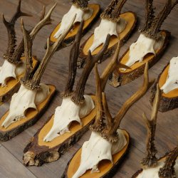 10 paires de bois de chevreuil (mâles) sur des rondelles darbre 22.1406