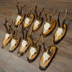 10 paires de bois de chevreuil (mâles) sur des rondelles darbre 22.1406