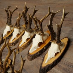 10 paires de bois de chevreuil (mâles) sur des rondelles darbre 22.1406