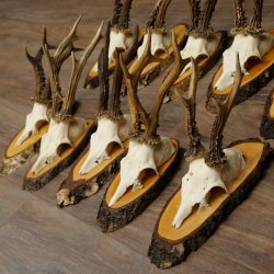 10 paires de bois de chevreuil (mâles) sur des rondelles darbre 22.1406