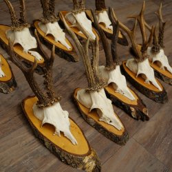 10 paires de bois de chevreuil (mâles) sur des rondelles darbre 22.1406