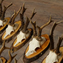 10 paires de bois de chevreuil (mâles) sur des rondelles darbre 22.1406