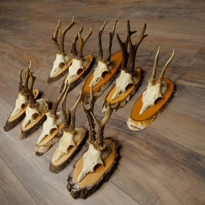 Reebogen, 10 stuks, reebokken, reebok, reebok, set reebogen op boomschijven 21.484