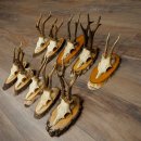 Reebogen, 10 stuks, reebokken, reebok, reebok, set reebogen op boomschijven 21.484