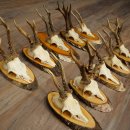 Reebogen, 10 stuks, reebokken, reebok, reebok, set reebogen op boomschijven 21.484