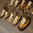 Reebogen, 10 stuks, reebokken, reebok, reebok, set reebogen op boomschijven 21.484