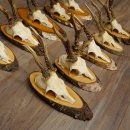 Reebogen, 10 stuks, reebokken, reebok, reebok, set reebogen op boomschijven 21.484