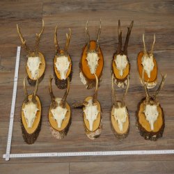 Reebogen, 10 stuks, reebokken, reebok, reebok, set reebogen op boomschijven 21.484