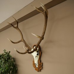 Gewei van een edelhert, oneven 14-ender, hoogte 132 cm, hertengewei op een bewerkt trofeeschild