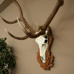 Gewei van een edelhert, oneven 14-ender, hoogte 132 cm, hertengewei op een bewerkt trofeeschild