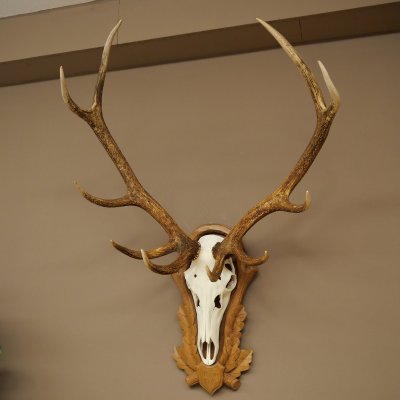 Bois de cerf rouge, cerf à 10 pointes, hauteur 111 cm, bois de cerf montés sur un socle sculpté