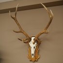 Bois de cerf rouge, cerf à 10 pointes, hauteur 111 cm, bois de cerf montés sur un socle sculpté