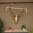 Bois de cerf rouge, cerf à 10 pointes, hauteur 111 cm, bois de cerf montés sur un socle sculpté