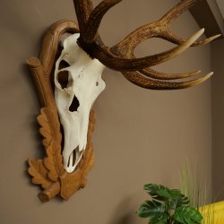 Bois de cerf rouge, cerf à 10 pointes, hauteur 111 cm, bois de cerf montés sur un socle sculpté