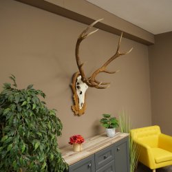 Bois de cerf rouge, cerf à 10 pointes, hauteur 111 cm, bois de cerf montés sur un socle sculpté