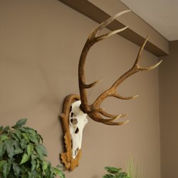 Bois de cerf rouge, cerf à 10 pointes, hauteur 111 cm, bois de cerf montés sur un socle sculpté