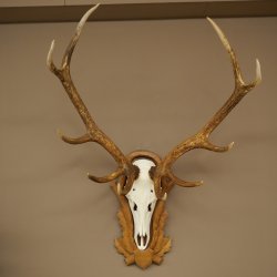 Bois de cerf rouge, cerf à 10 pointes, hauteur 111 cm, bois de cerf montés sur un socle sculpté