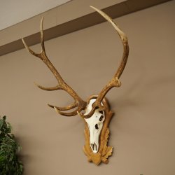 Bois de cerf rouge, cerf à 10 pointes, hauteur 111 cm, bois de cerf montés sur un socle sculpté