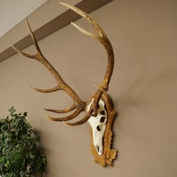 Bois de cerf rouge, cerf à 10 pointes, hauteur 111 cm, bois de cerf montés sur un socle sculpté