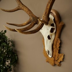 Bois de cerf rouge, cerf à 10 pointes, hauteur 111 cm, bois de cerf montés sur un socle sculpté