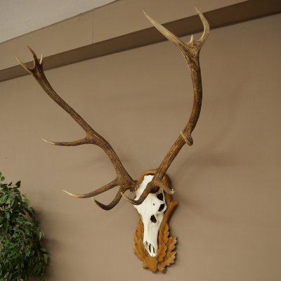 Bois de cerf rouge, cerf à 12 cors, hauteur 119 cm, bois de cerf montés sur un socle sculpté