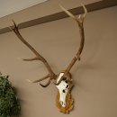 Bois de cerf rouge, cerf à 12 cors, hauteur 119 cm, bois de cerf montés sur un socle sculpté