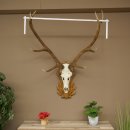 Bois de cerf rouge, cerf à 12 cors, hauteur 119 cm, bois de cerf montés sur un socle sculpté