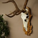 Bois de cerf rouge, cerf à 12 cors, hauteur 119 cm, bois de cerf montés sur un socle sculpté