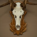Bois de cerf rouge, cerf à 12 cors, hauteur 119 cm, bois de cerf montés sur un socle sculpté