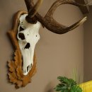 Bois de cerf rouge, cerf à 12 cors, hauteur 119 cm, bois de cerf montés sur un socle sculpté