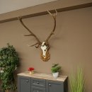 Bois de cerf rouge, cerf à 12 cors, hauteur 119 cm, bois de cerf montés sur un socle sculpté