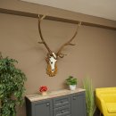 Bois de cerf rouge, cerf à 12 cors, hauteur 119 cm, bois de cerf montés sur un socle sculpté