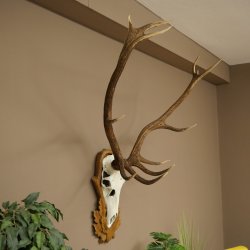 Bois de cerf rouge, cerf à 12 cors, hauteur 119 cm, bois de cerf montés sur un socle sculpté