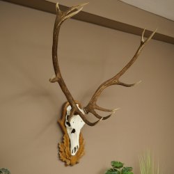 Bois de cerf rouge, cerf à 12 cors, hauteur 119 cm, bois de cerf montés sur un socle sculpté
