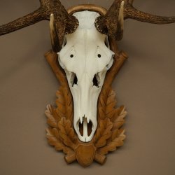 Bois de cerf rouge, cerf à 12 cors, hauteur 119 cm, bois de cerf montés sur un socle sculpté