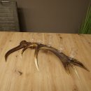 Liqueur Set: 5 Large Stemmed Glasses on a Red Deer Antler Stand – Gift Set 27.60.2.64