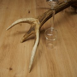 Fournisseur de schnaps : lot de 5 grands verres à pied sur un support en bois de cerf rouge - Cadeau 27.60.2.69