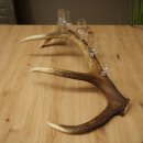 Lot de 6 petits verres à schnaps avec pied, présentés sur un support en bois de cerf rouge - Cadeau 27.60.2.73