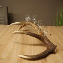 Lot de 6 petits verres à schnaps avec pied, présentés sur un support en bois de cerf rouge - Cadeau 27.60.2.73